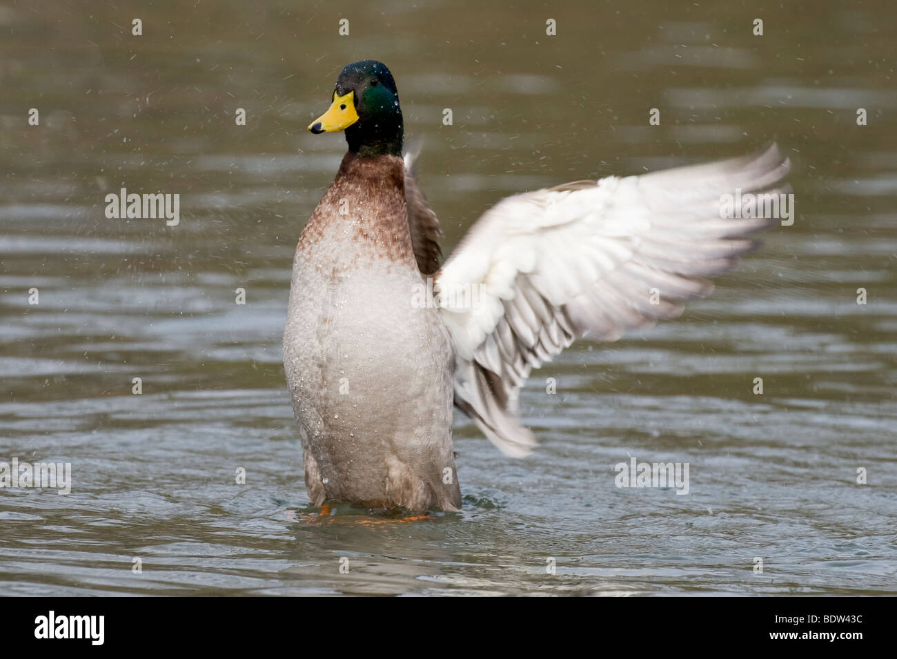A dabbling duck beating its wings Stock Photo