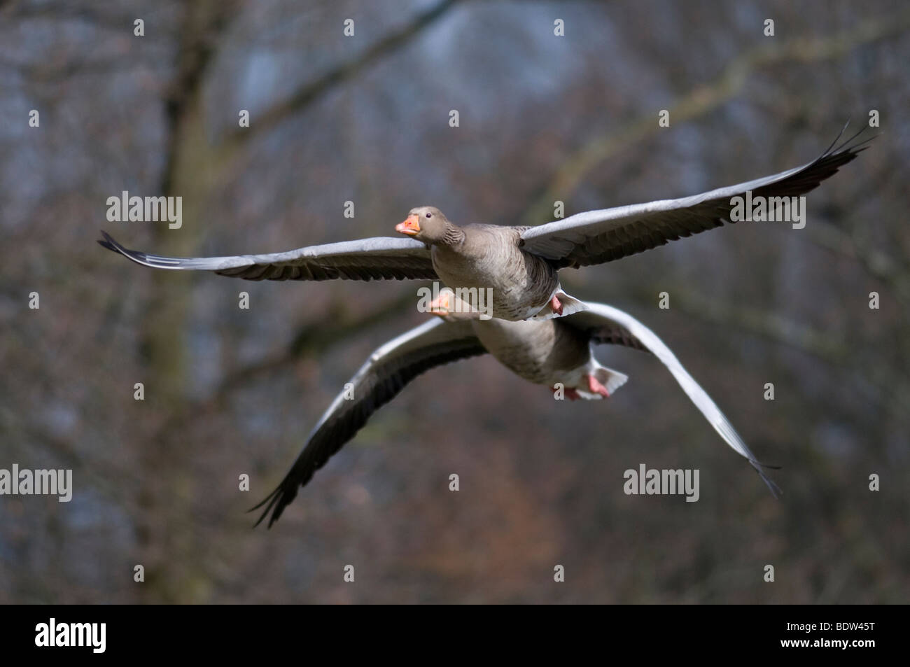 Two greylag geese in flight Stock Photo