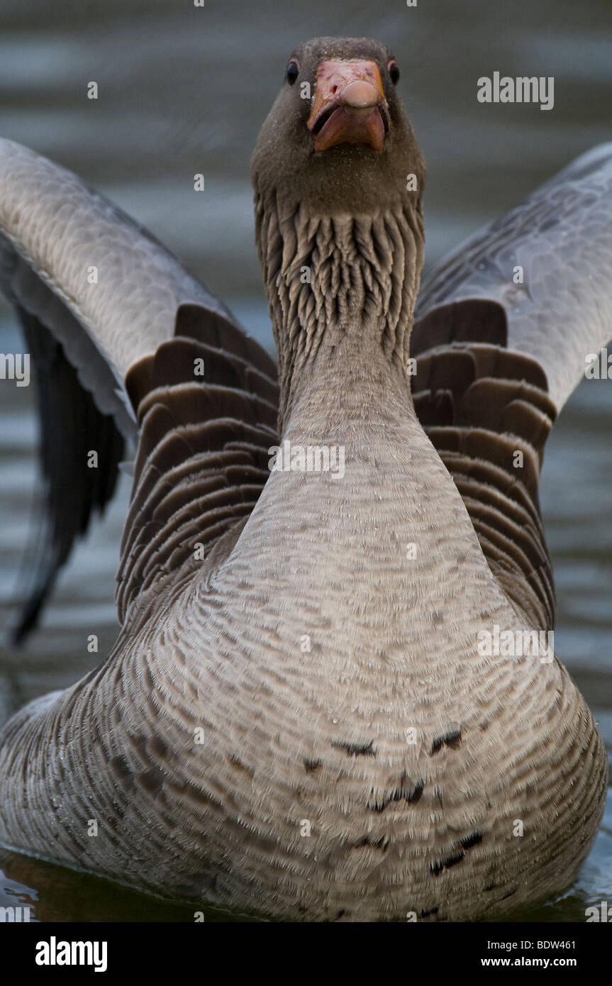 Close-up of a courting Greylag Goose Stock Photo