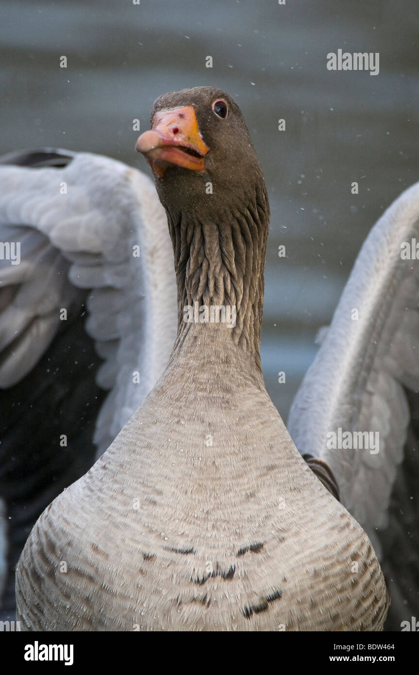 Close-up of a courting Greylag Goose Stock Photo