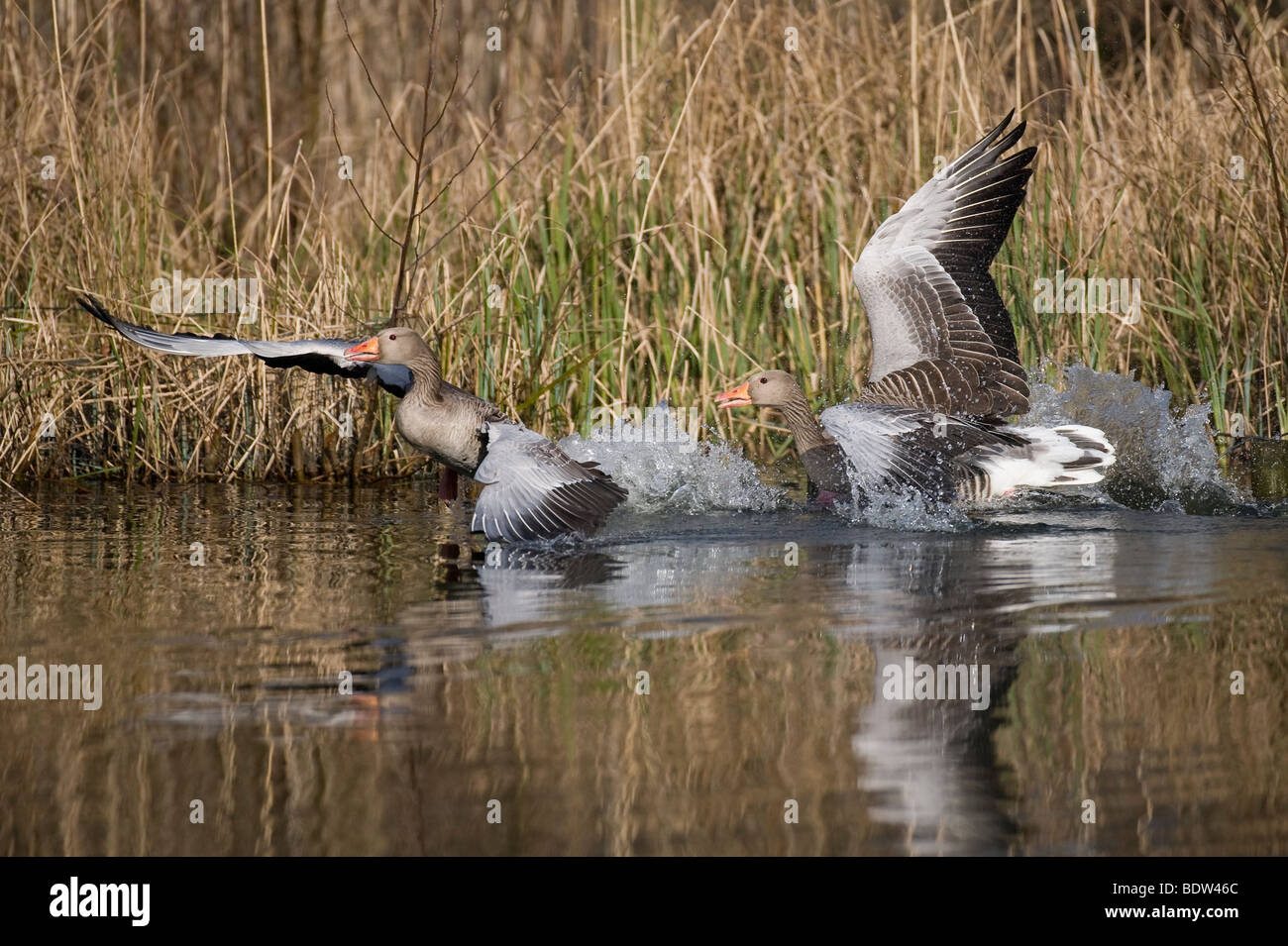 Courting greylag geese Stock Photo