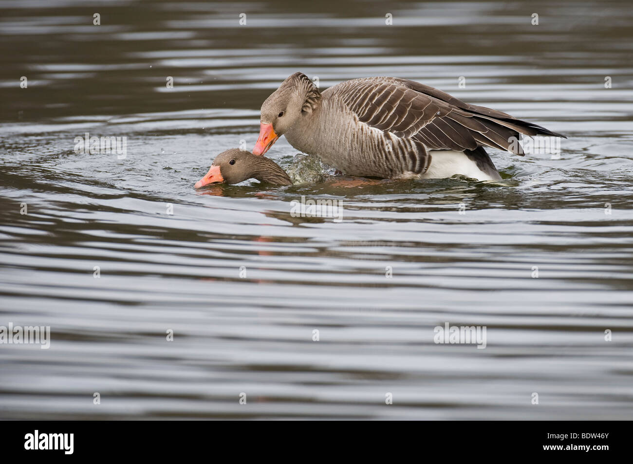 Courting greylag geese Stock Photo