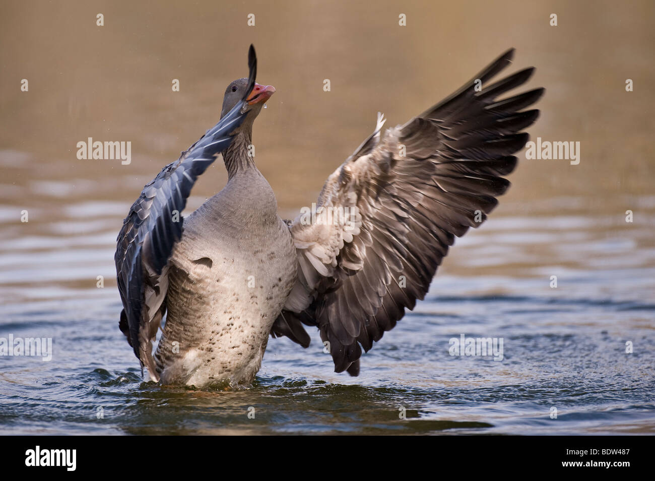 A greylag goose courting a potential partner Stock Photo