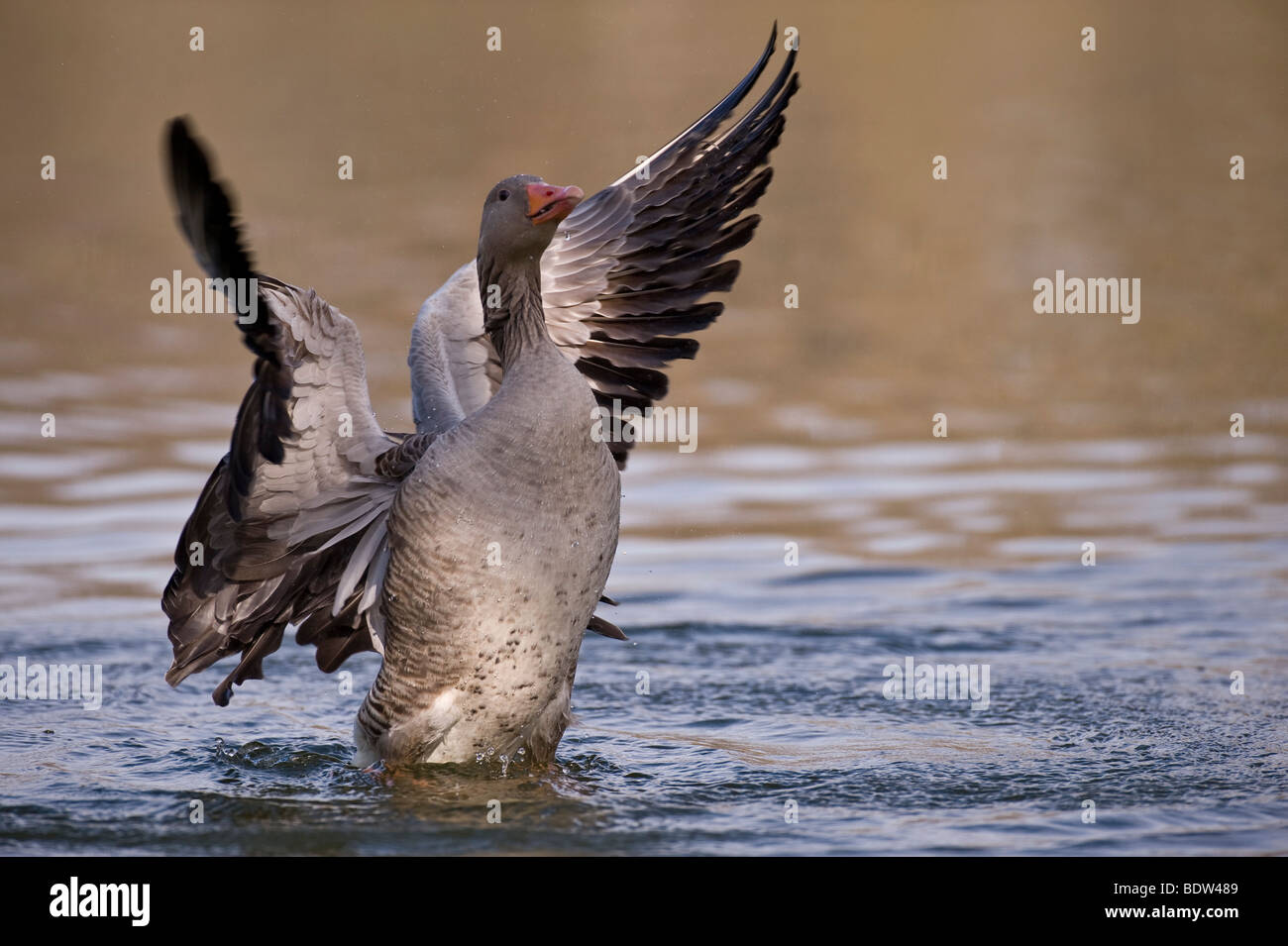 A greylag goose courting a potential partner Stock Photo