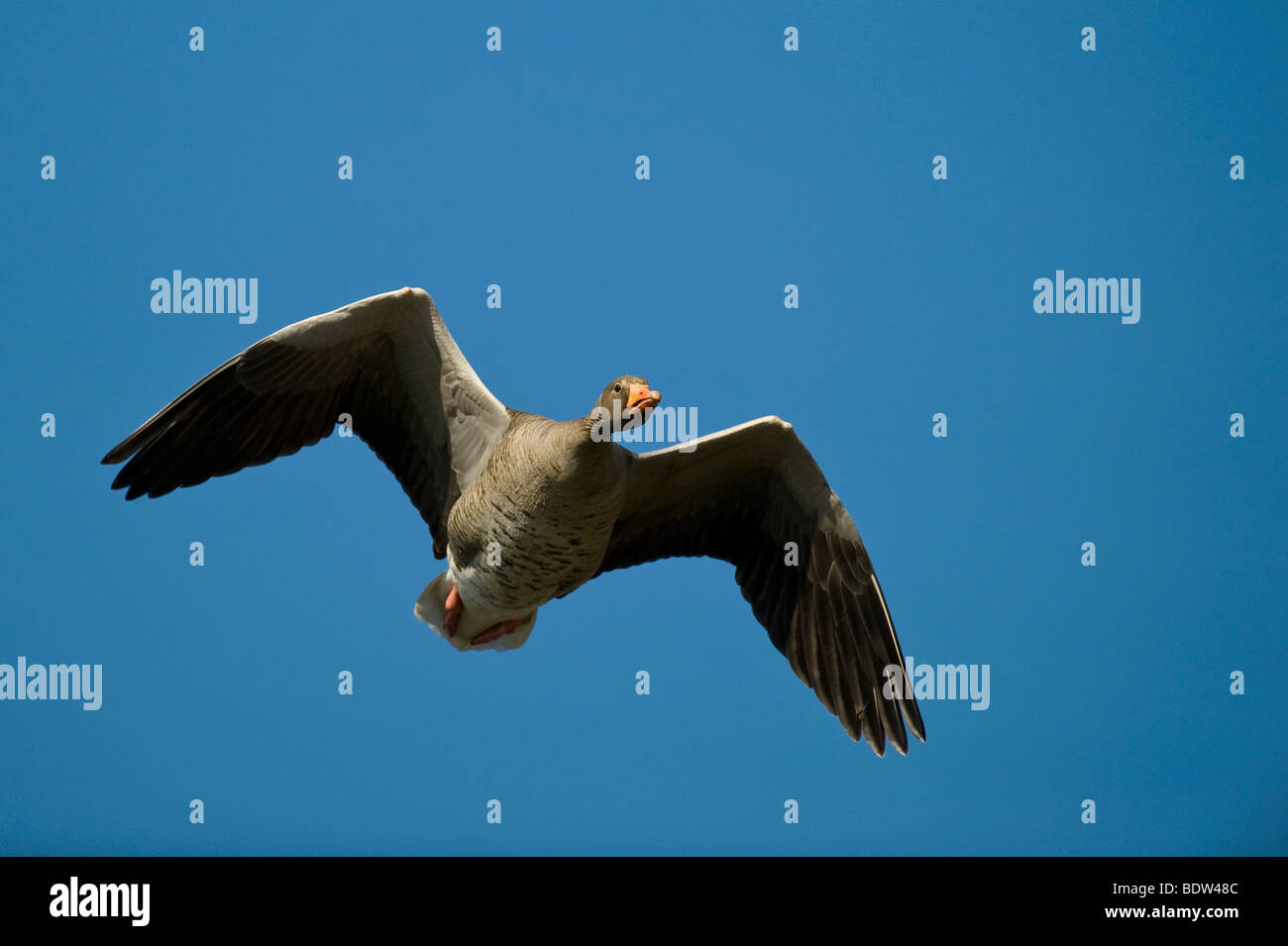 A greylag goose in flight Stock Photo