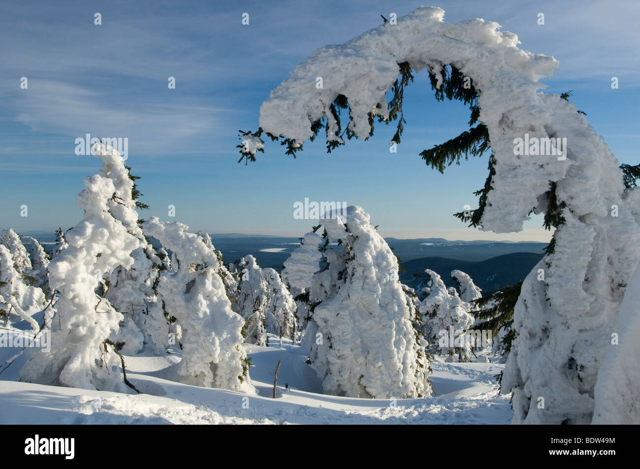 Snow-covered trees on the Brocken in the Harz Mountains, Germany Stock Photo