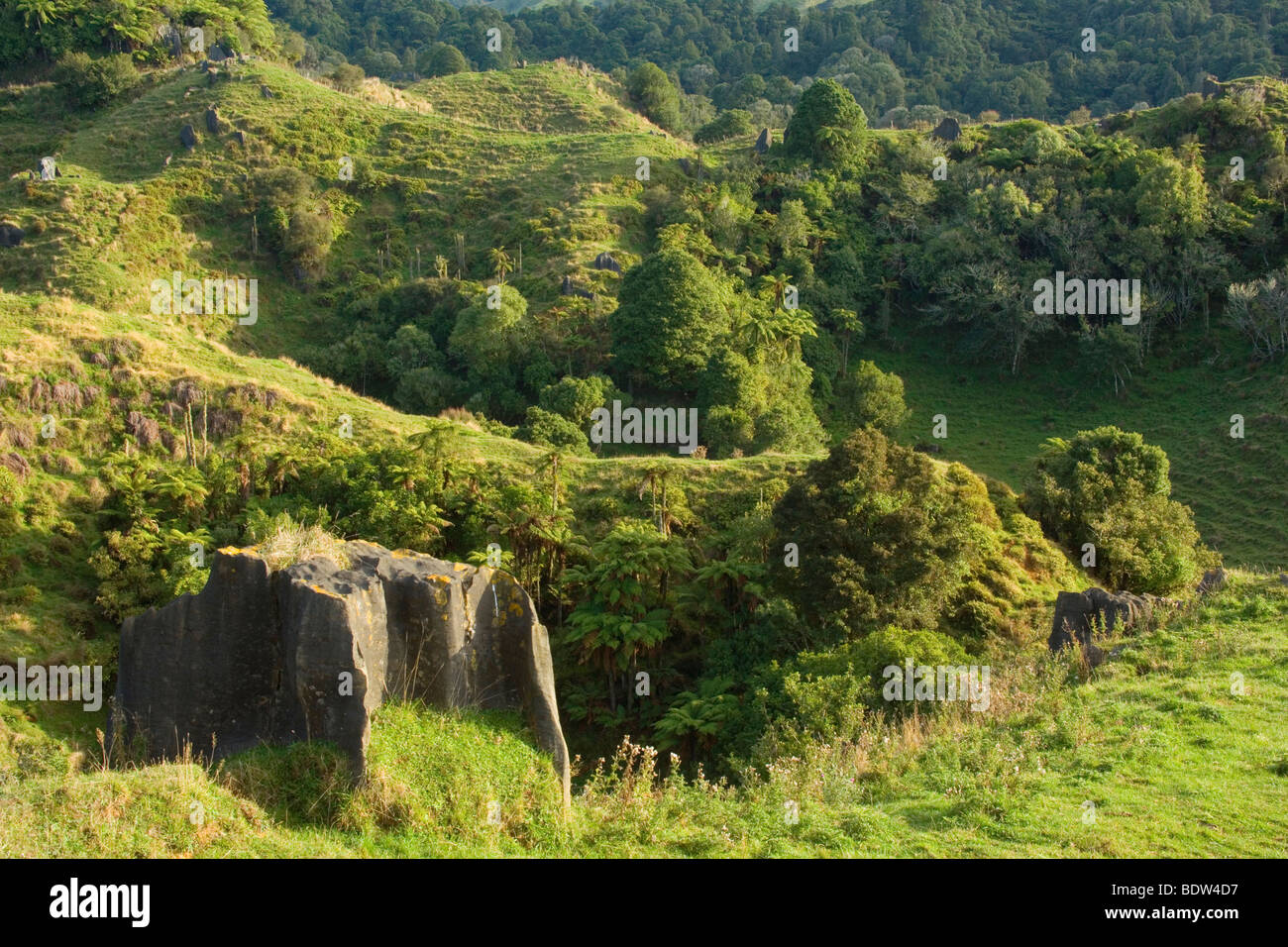 Green rolling hills dotted with rocky limestone outcrops and gullies of tree ferns, located in Waitomo, New Zealand Stock Photo
