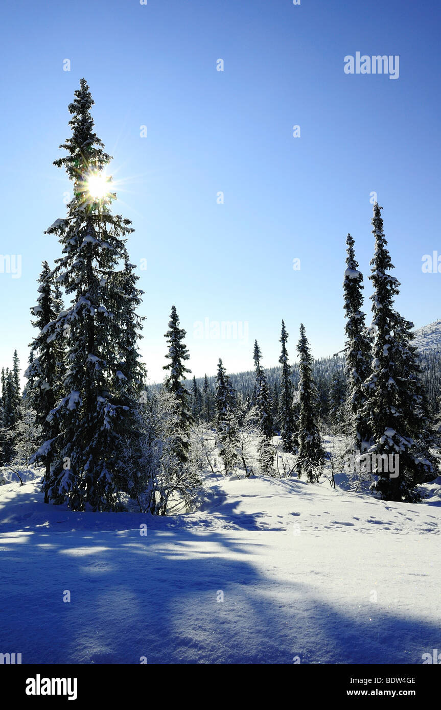 winterlandschaft im muddus national park, welterbe laponia, lappland, norrbotten, schweden, wintery landscape, lapland, sweden Stock Photo