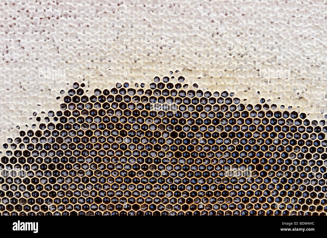 Honeycomb, still partially covered Stock Photo