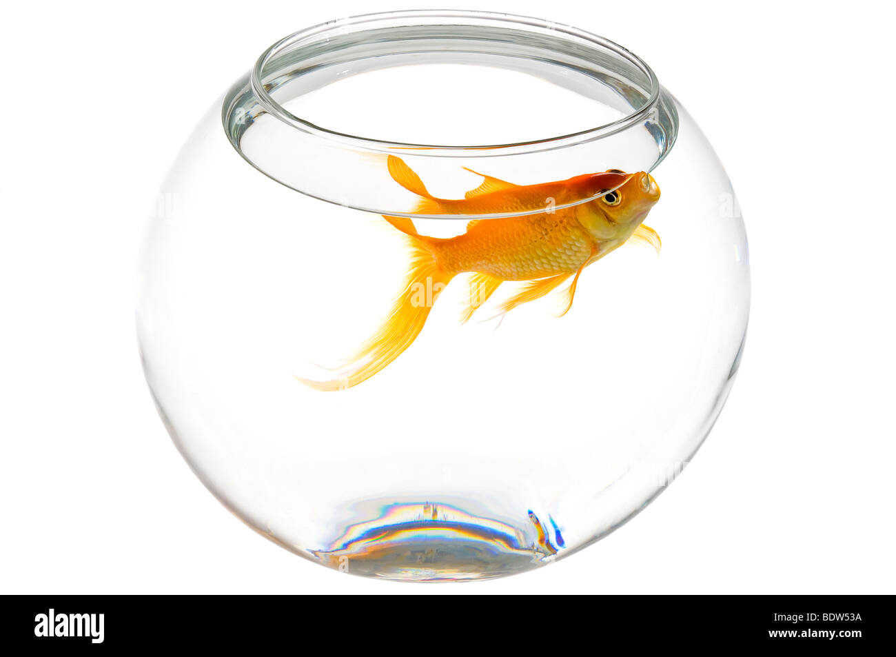 Horizontal elevated close up of a bright orange goldfish (Carassius auratus) at the top of a round fish bowl on white background Stock Photo