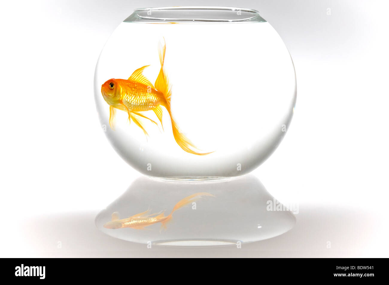 Horizontal close up of a bright orange goldfish (Carassius auratus) in a round fish bowl reflected on a white background. Stock Photo