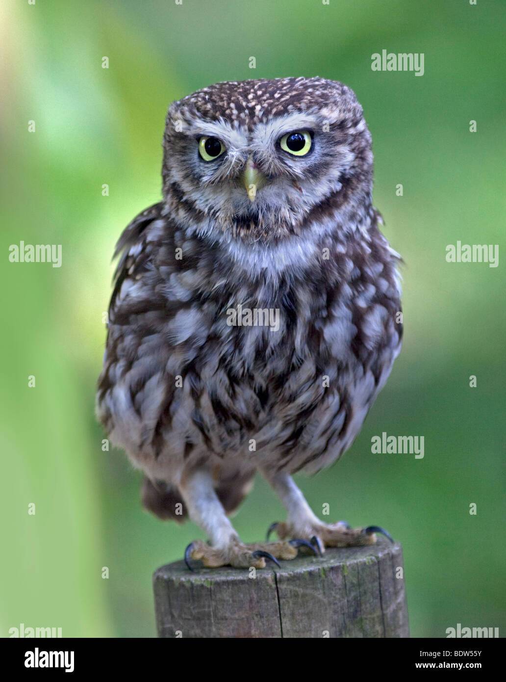 Little Owl (athene noctua) Stock Photo