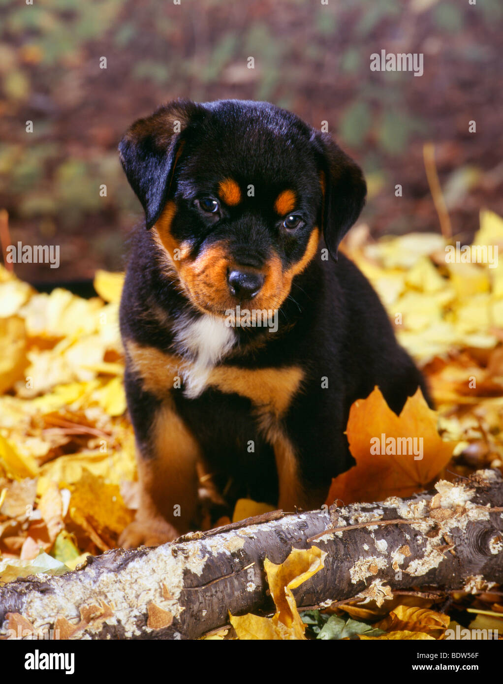 Rottweiler fall hi-res stock photography and images - Alamy