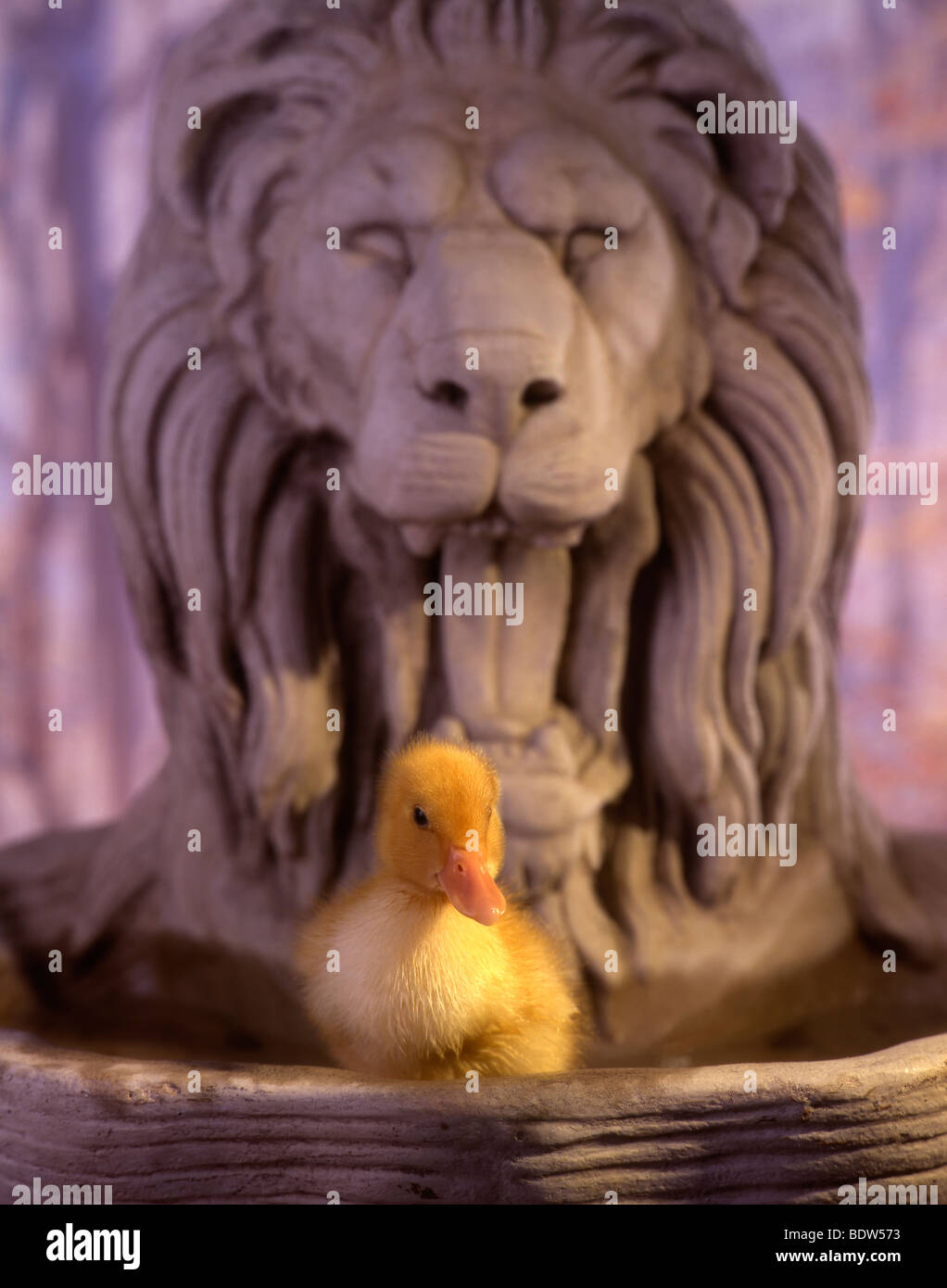 Duck and lion Stock Photo - Alamy