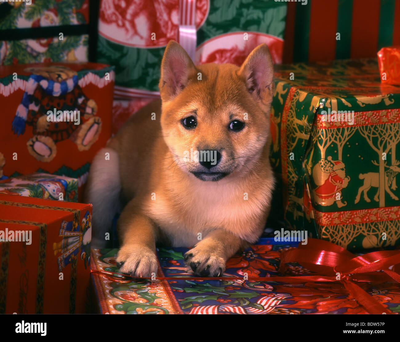 christmas shiba