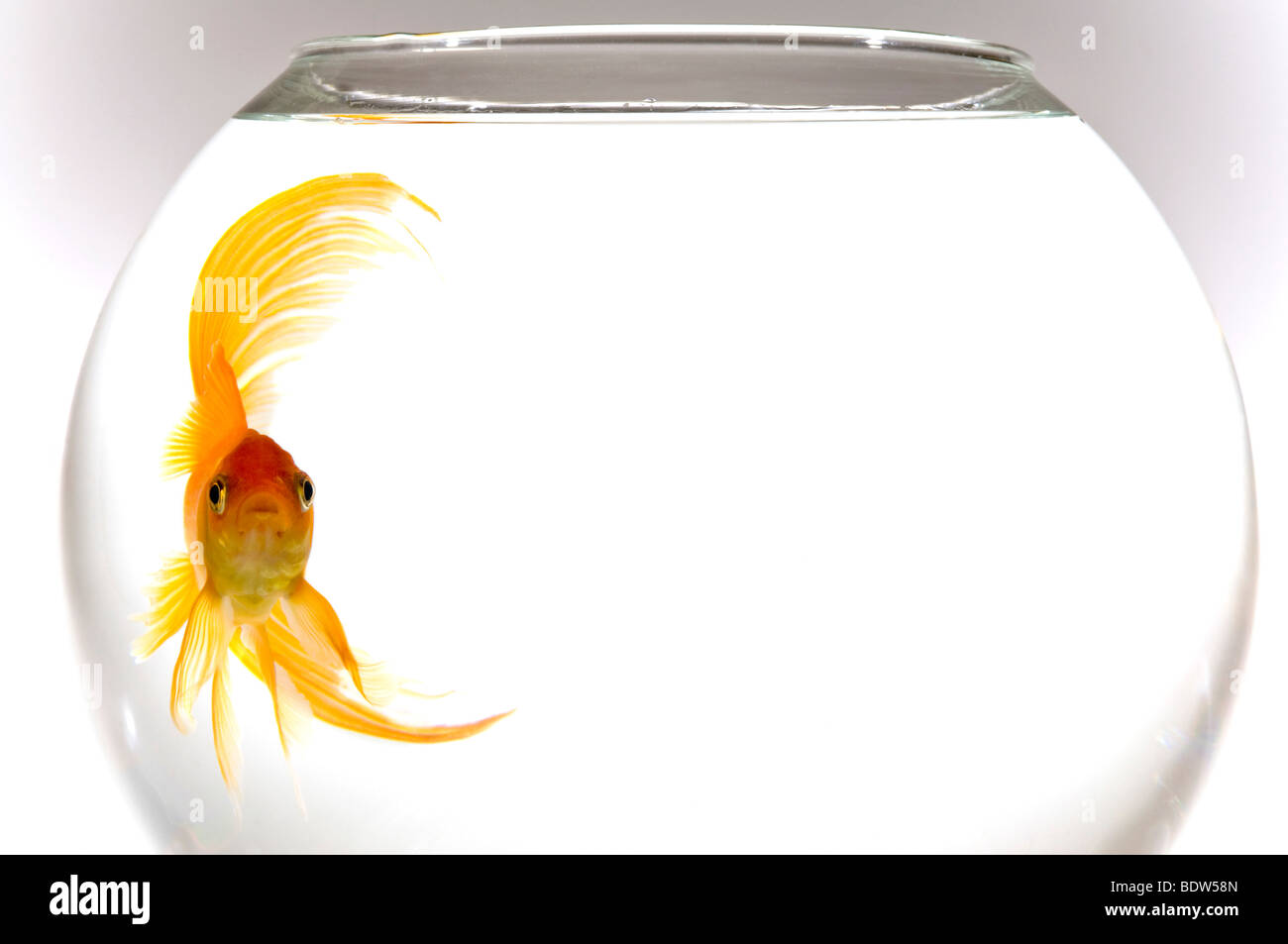 Fish tank cut out hi-res stock photography and images - Alamy