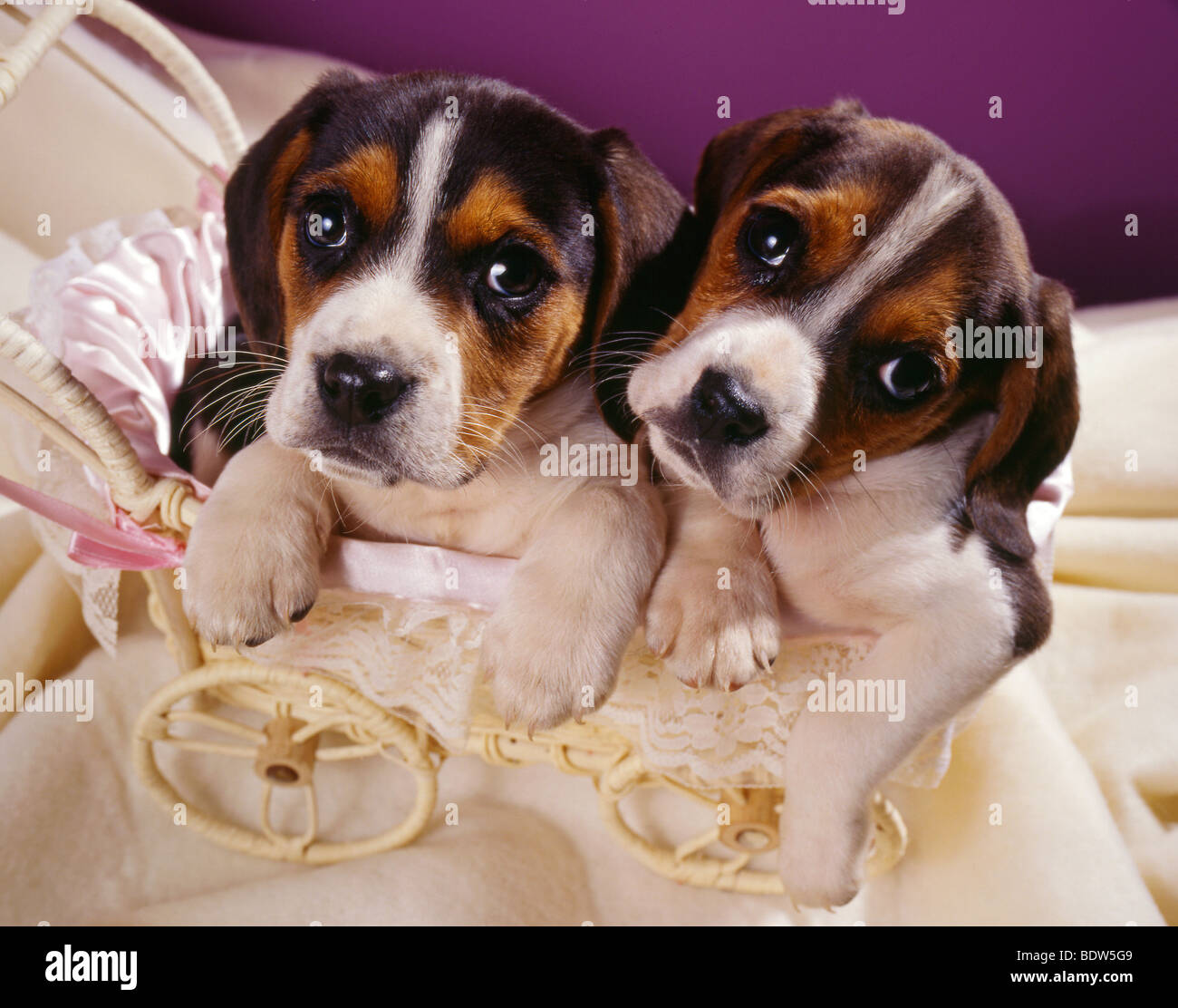 Beagles breed hi-res stock photography and images - Alamy
