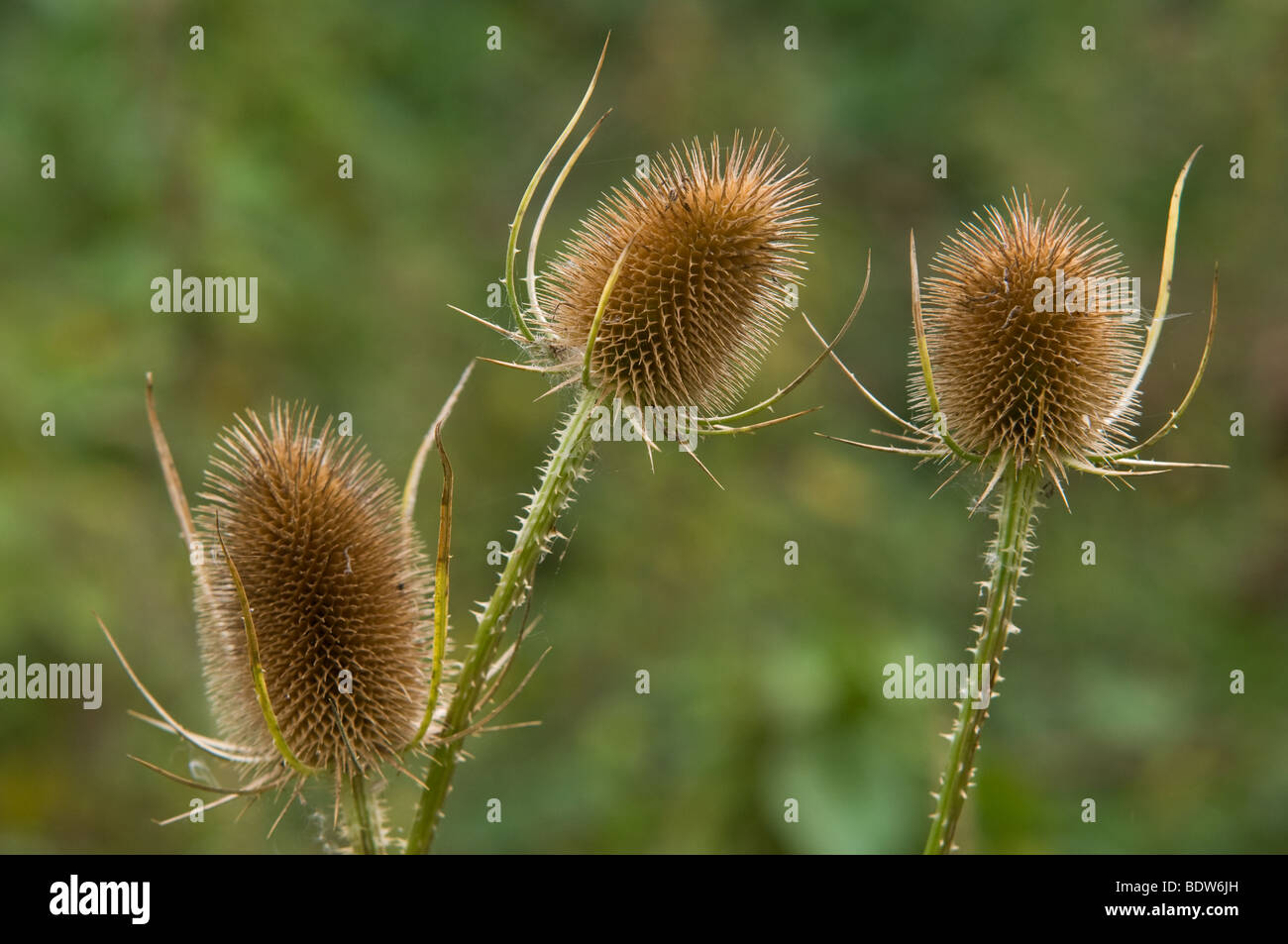 Three Teasel Seed Heads in a meadow Stock Photo