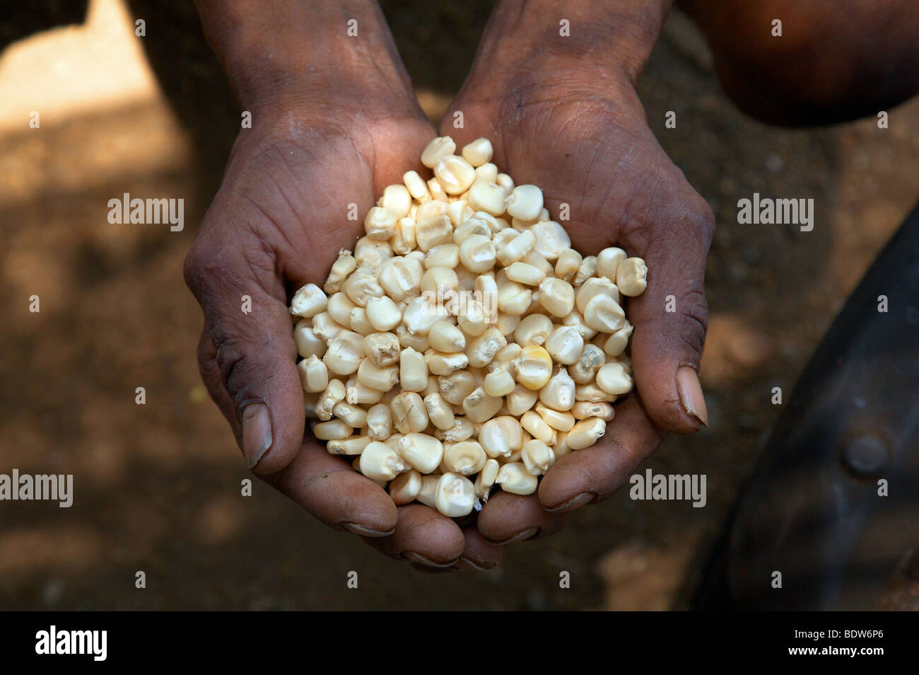 corn seeds for planting