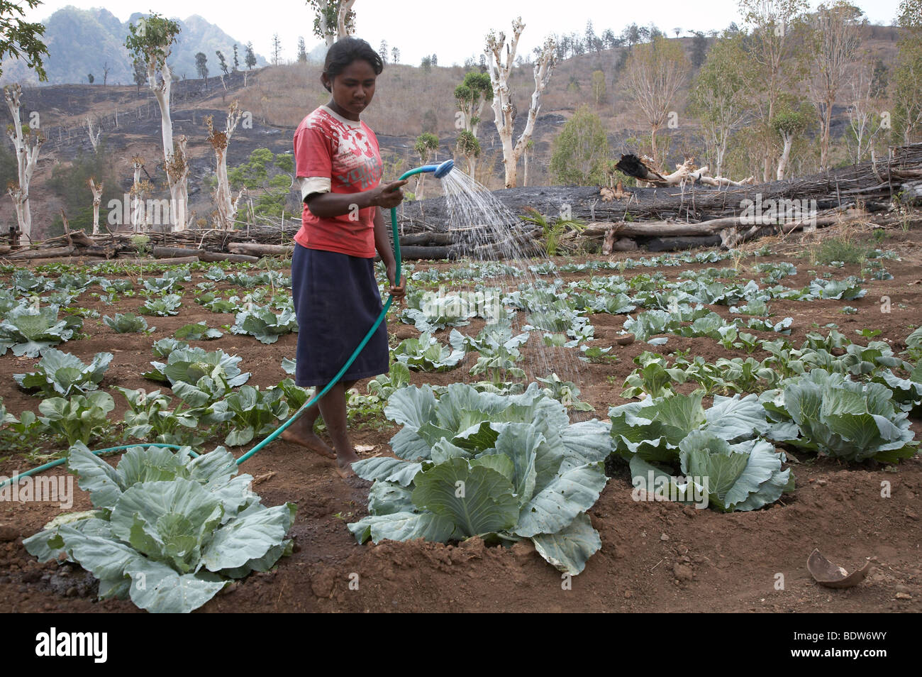 TIMOR LESTE Vegetable and fruit garden, communally farmed, in Kutepe ...