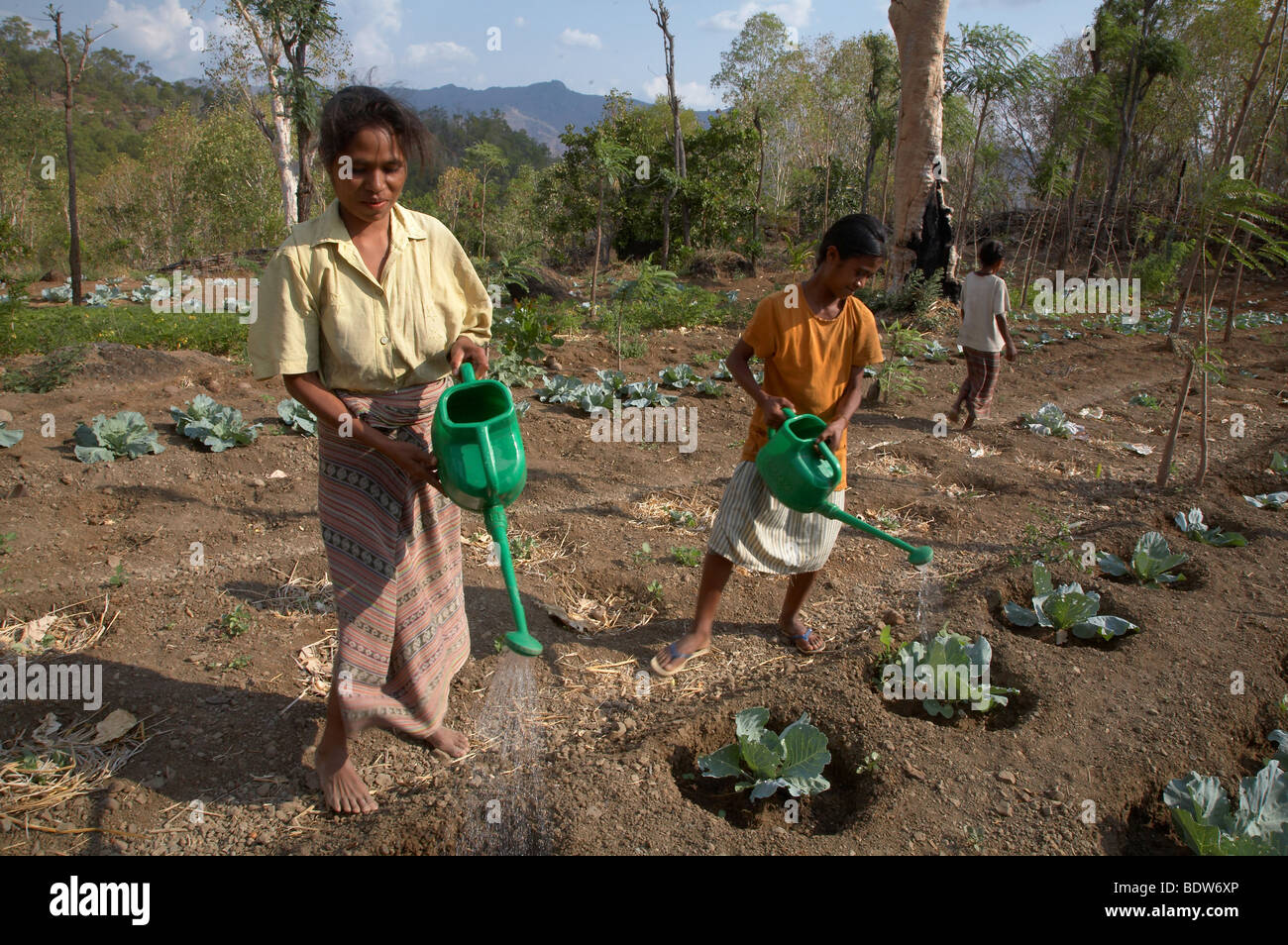 TIMOR LESTE Vegetable and fruit garden, communally farmed, in Kutepe ...