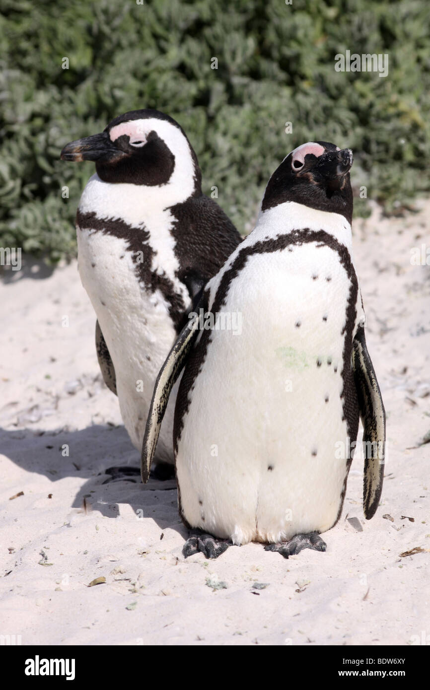 Pair Of African Penguins Spheniscus demersus On Boulders Beach, Simonstown, South Africa Stock Photo