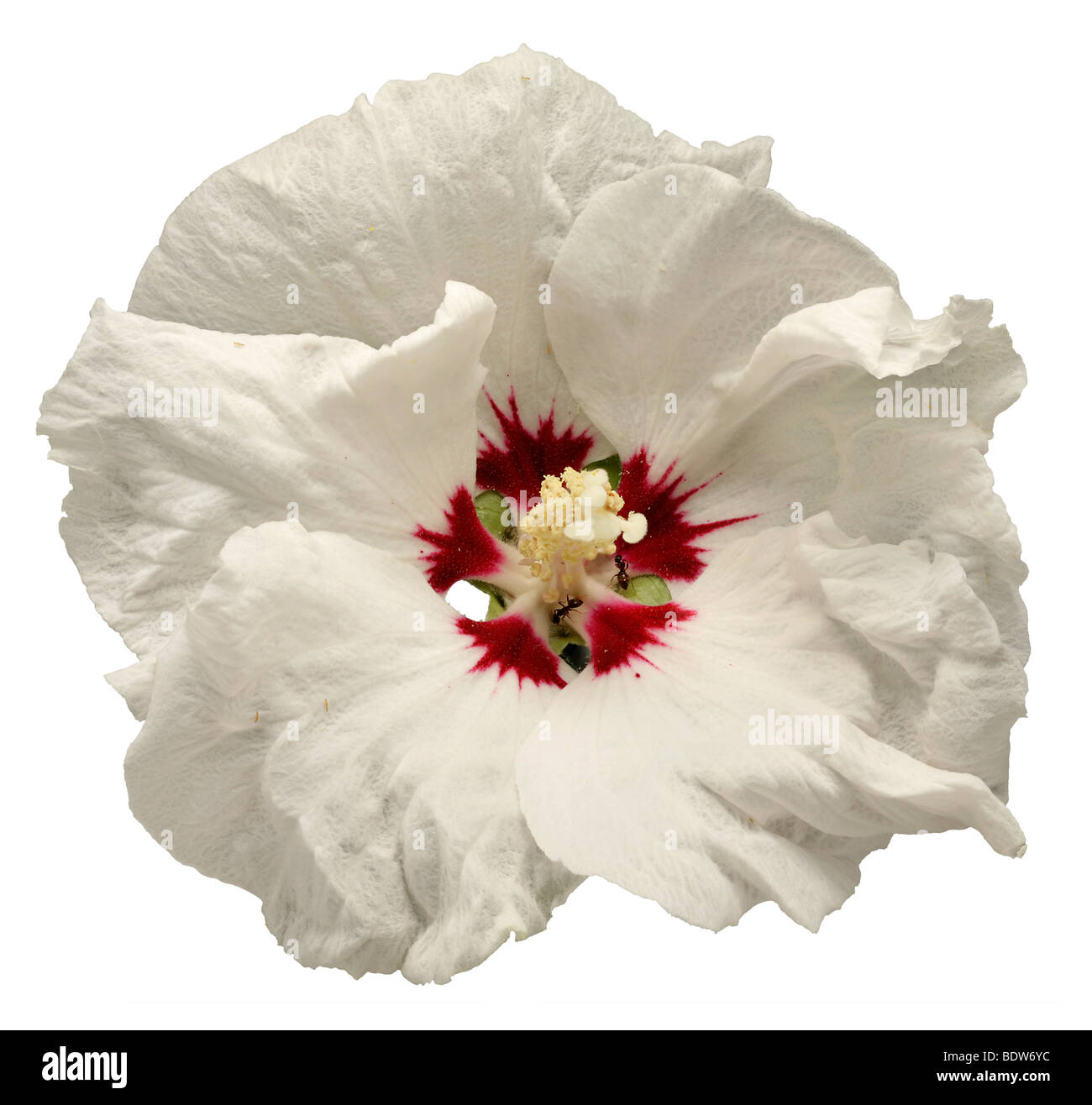 White hibiscus hires stock photography and images Alamy