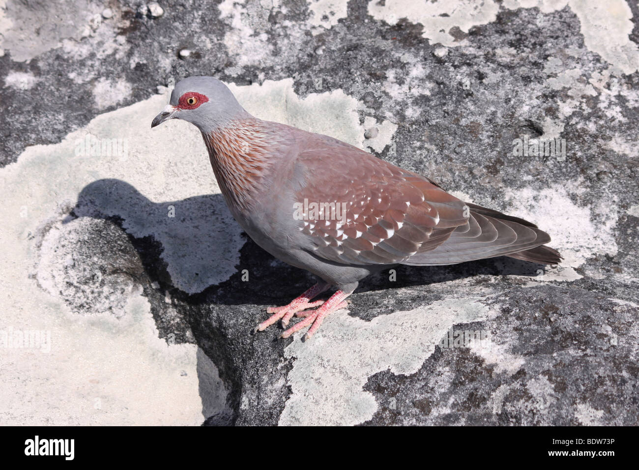 Speckled Pigeon Columba guinea On Top Of Table Mountain, Cape Town, South Africa Stock Photo