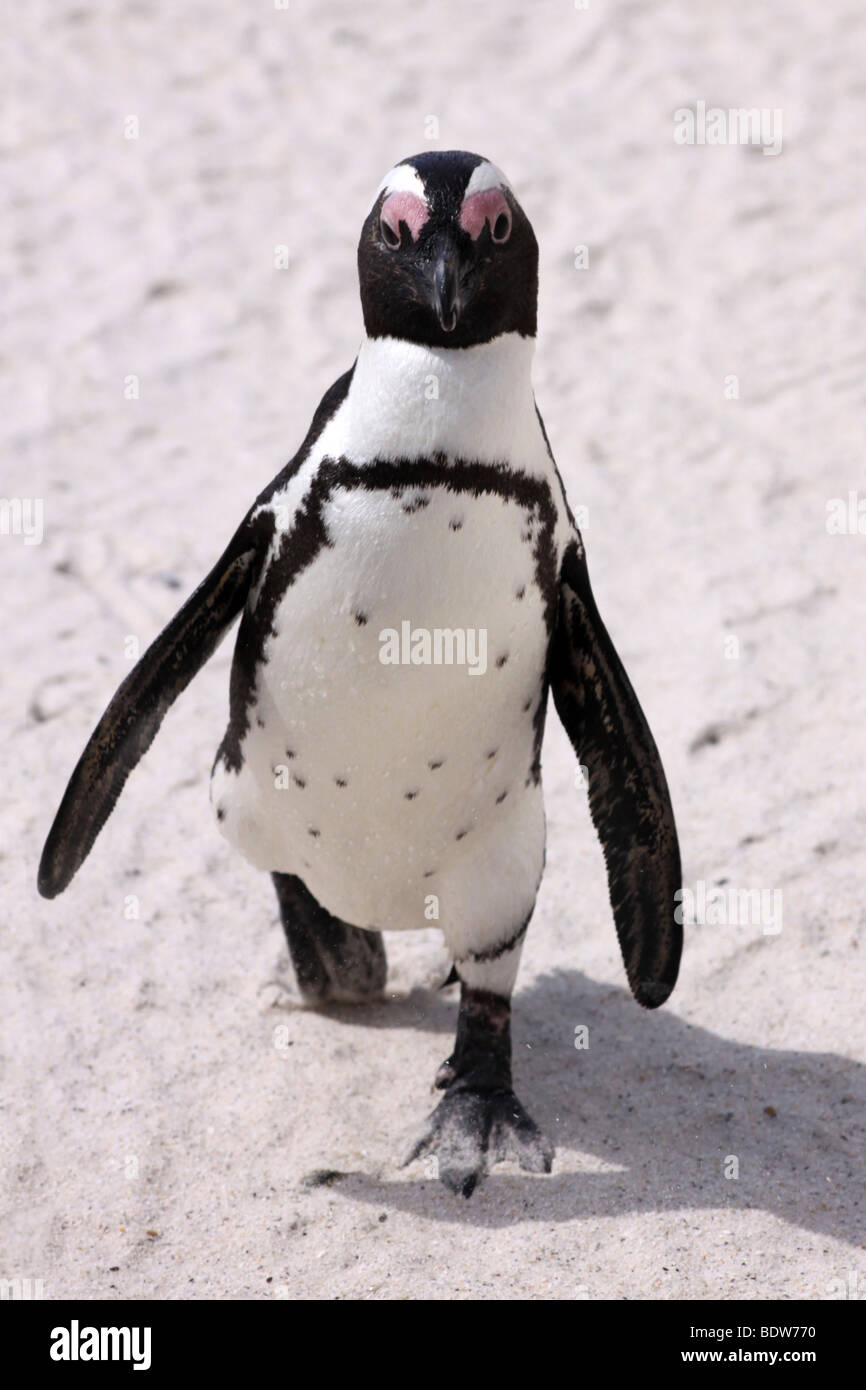African Penguin Spheniscus demersus Walking On Boulders Beach, Simonstown, South Africa Stock Photo