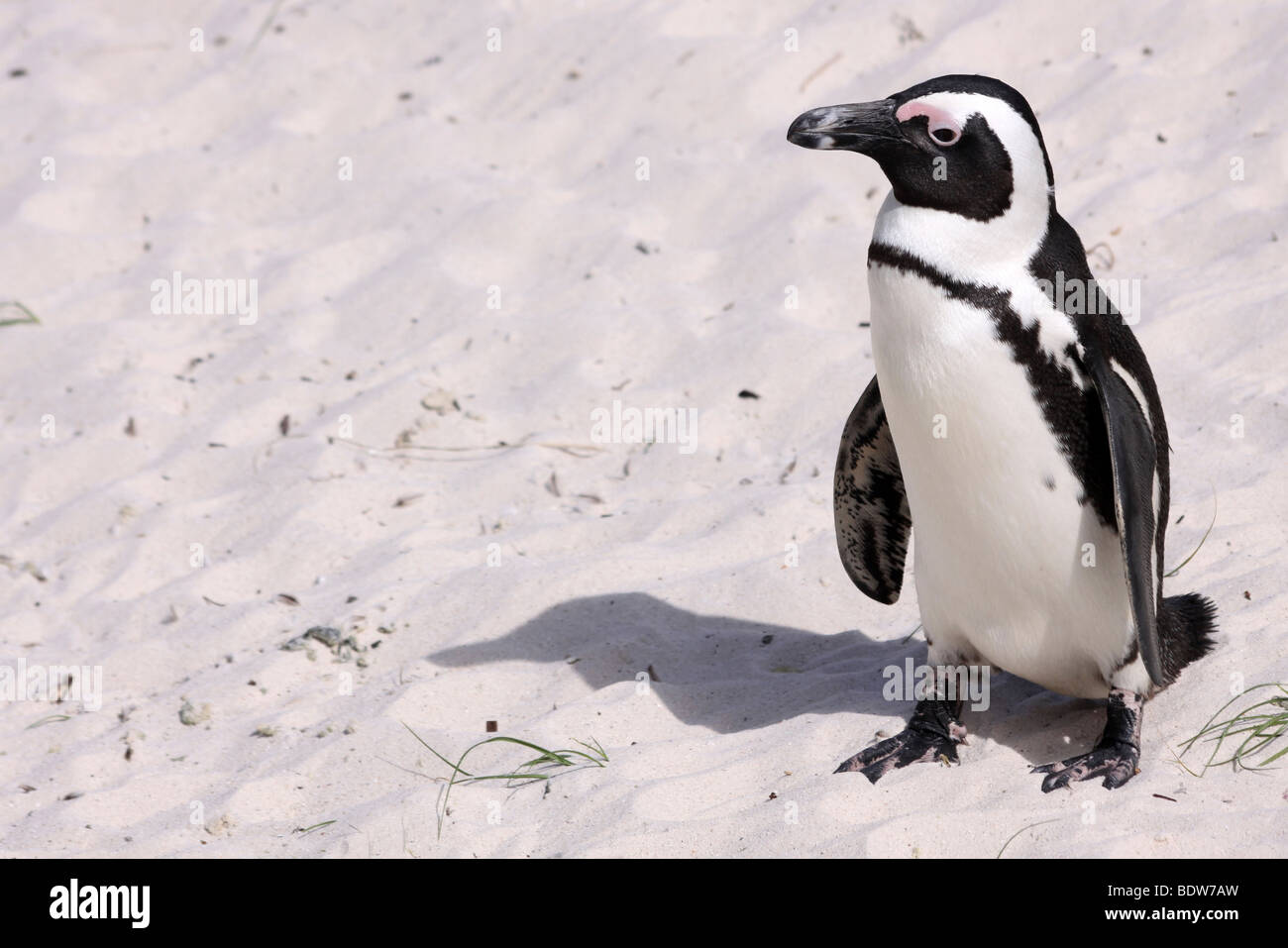 African Penguin Spheniscus demersus Standing On The Sand Of Boulders Beach, Simonstown, South Africa Stock Photo