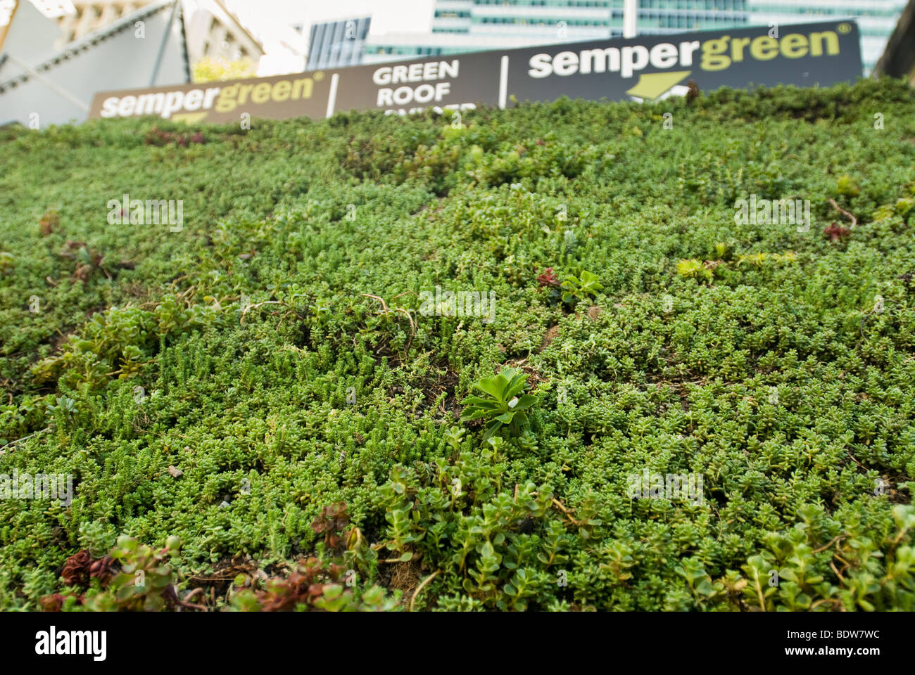 Display of sedum covered vegetation blankets for green roofs Stock Photo