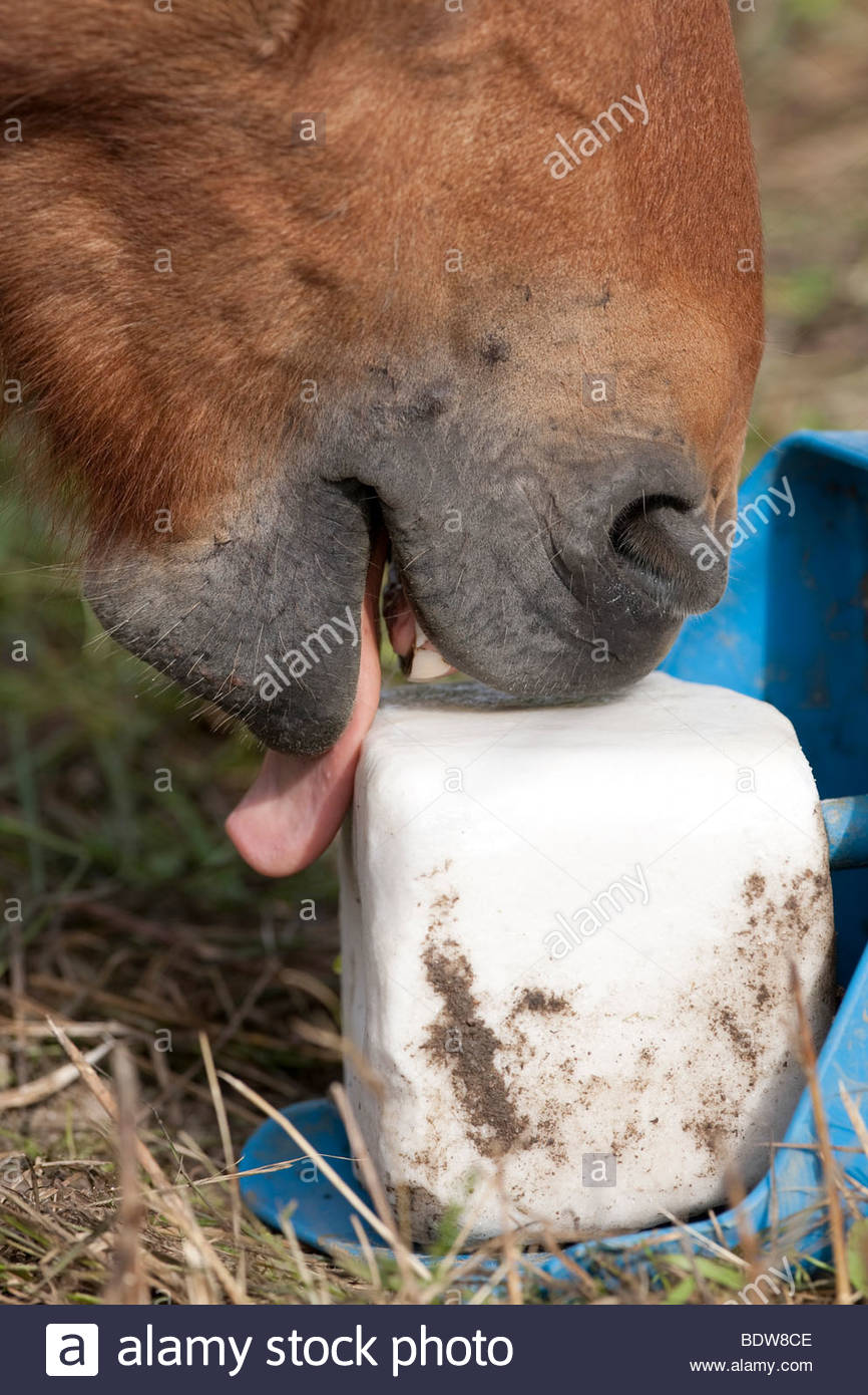 Horse Lick Stock Photos & Horse Lick Stock Images Alamy