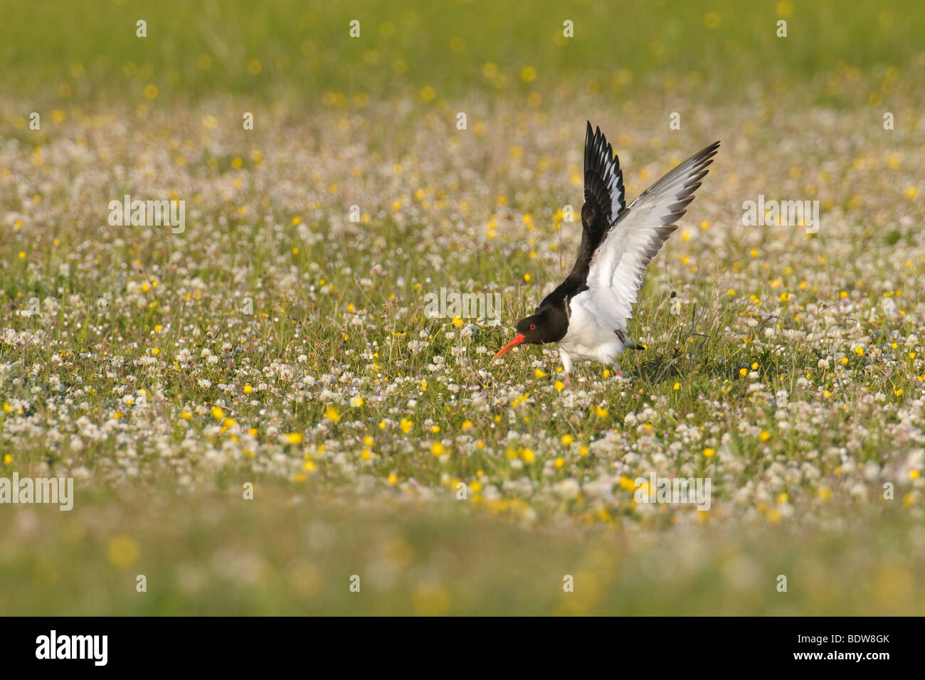 Oystercatcher Haematopus ostralegus in machair. Island of South Uist, Scotland Stock Photo Alamy