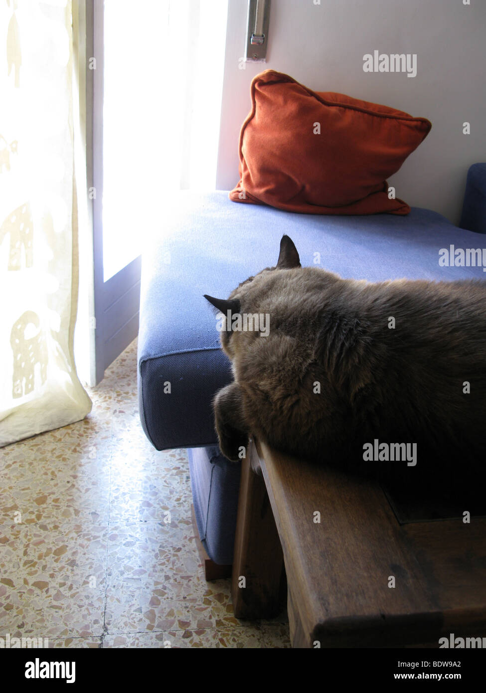 Cat sleeping on chair in hires stock photography and images Alamy