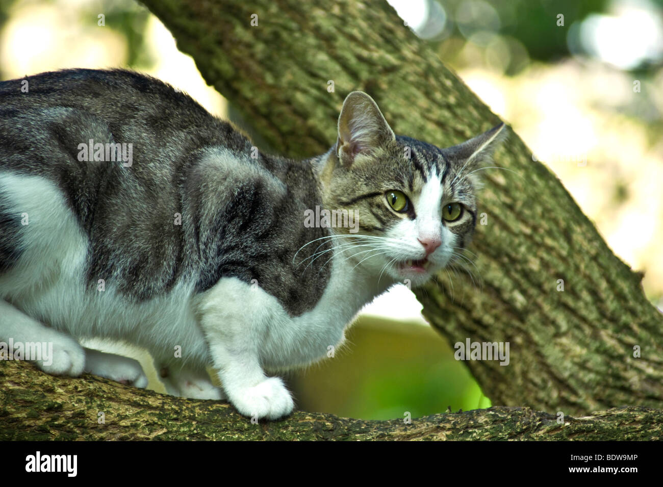 Tabby & white 2yr old tom cat using his extra sensitive, well honed sense of smell. On a plum tree in Islington North London. Stock Photo