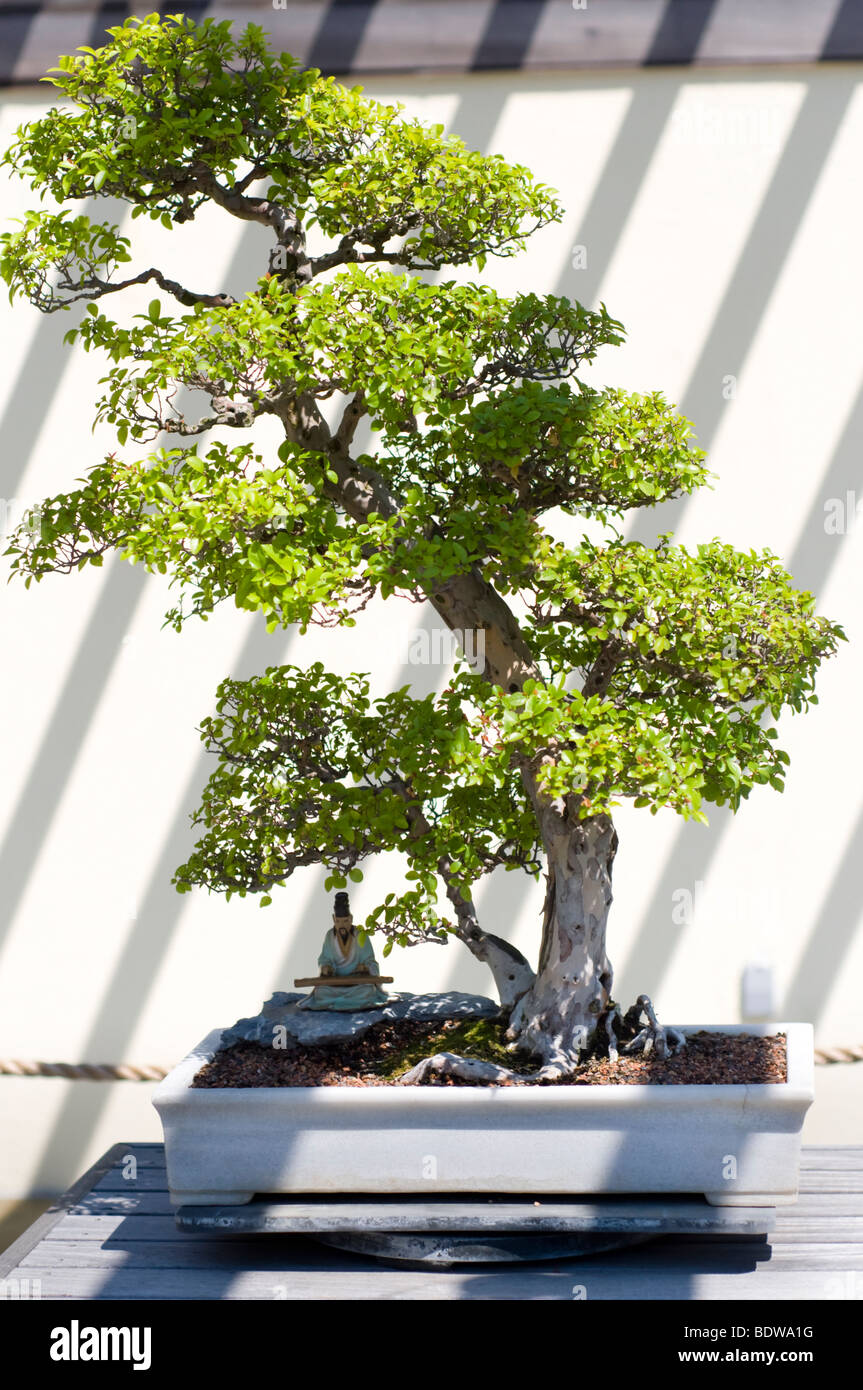 A bonsai miniature tree on display at the National Arboretum in Washington,  DC Stock Photo - Alamy