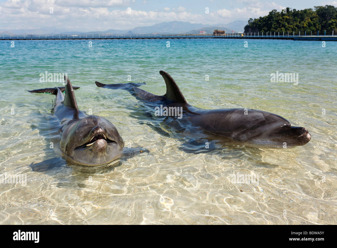 Two Bottlenose Dolphins (Tursiops truncatus), shallow water, Ocean Adventure, Subic Bay, Luzon, Philippines, South China Sea, P Stock Photo