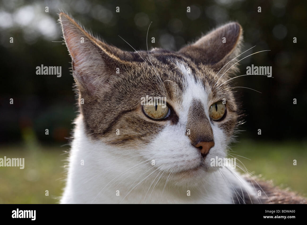 Cat close up, ears back Stock Photo