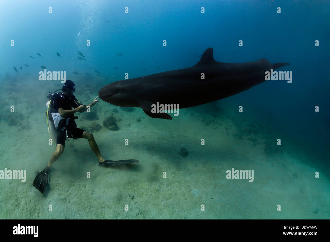 Scuba diver touching False Killer Whale (Pseudorca crassidens), Subic Bay, Luzon, Philippines, South China Sea, Pacific Stock Photo