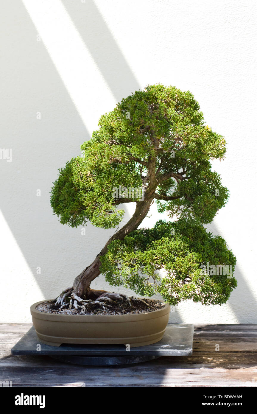 A bonsai miniature tree on display at the National Arboretum in Washington, DC. Stock Photo