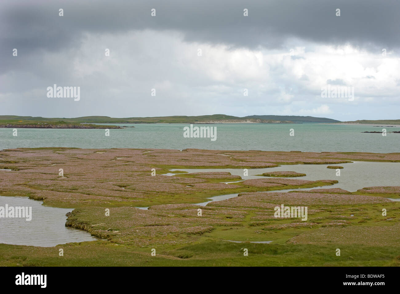 Saltmarsh and thrift Armeria maritima on the shore of the Sound of Harris, North Uist, Scotland. Stock Photo