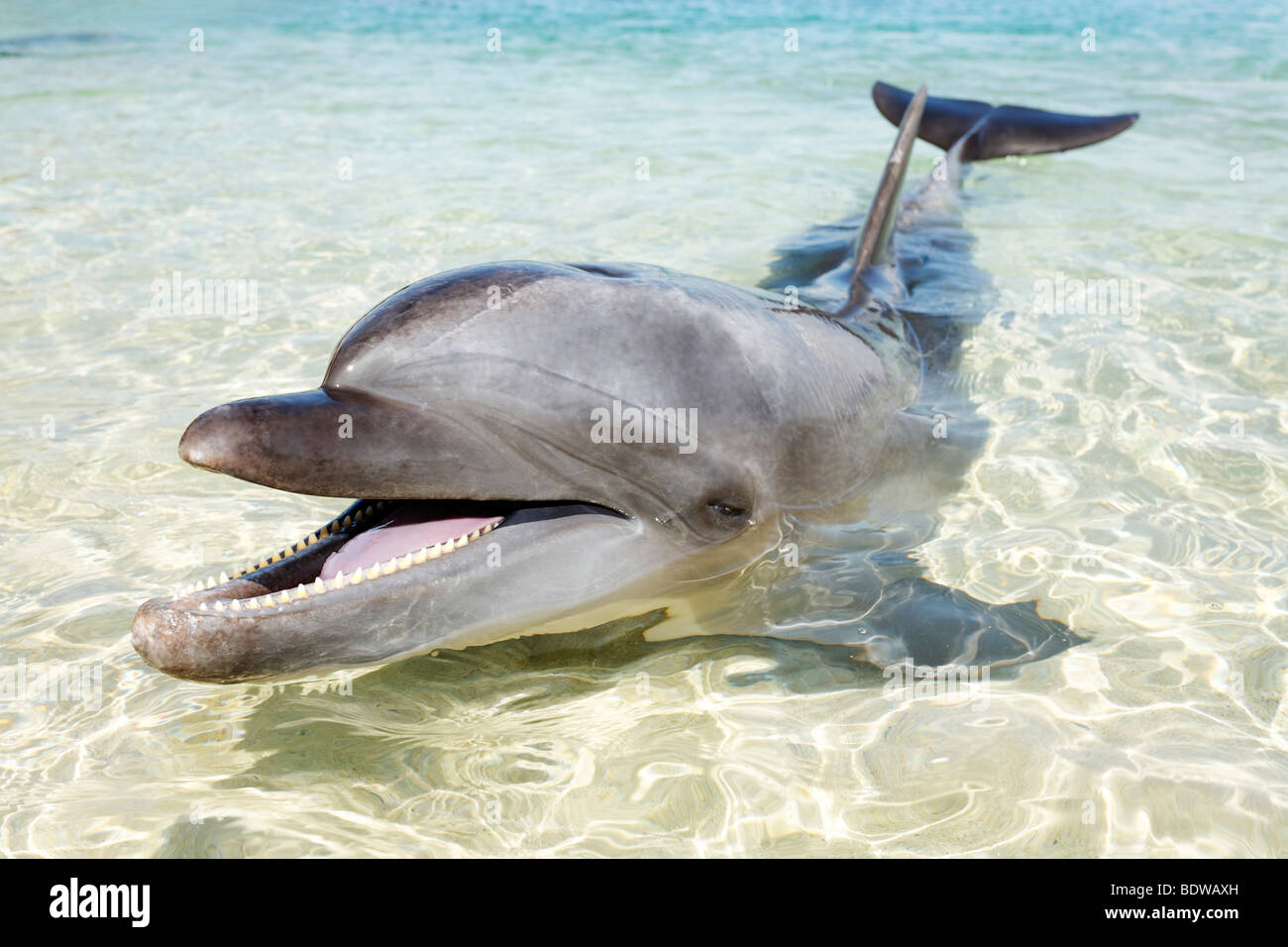 Bottlenose Dolphin (Tursiops truncatus), shallow water, Ocean Adventure, Subic Bay, Luzon, Philippines, South China Sea, Pacific Stock Photo