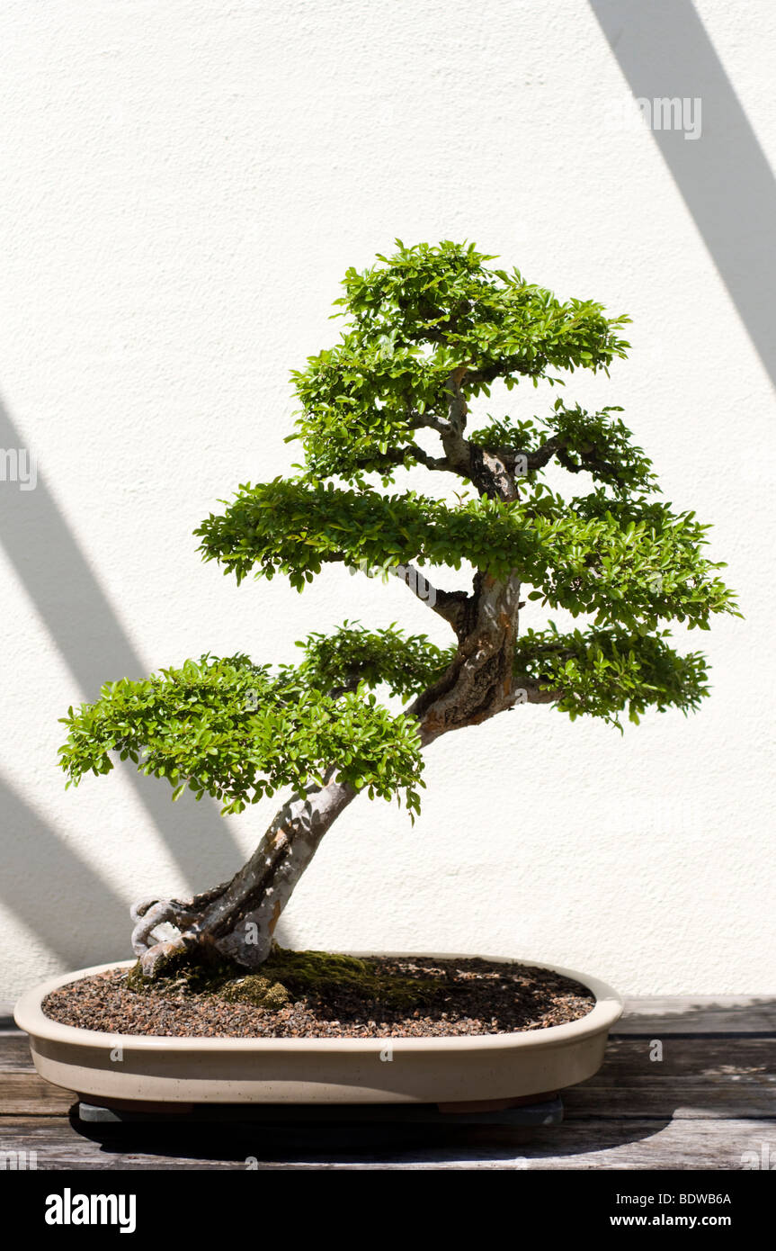 A bonsai miniature of a Chinese Elm (ulmus parvifolia) tree on display at the National Arboretum in Washington, DC. Stock Photo