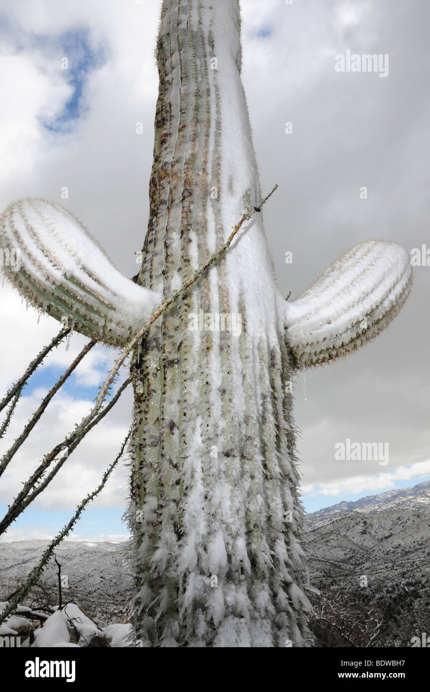 A winter storm covers Saguaro cactus in snow at Saguaro National Park East  in Tucson, Arizona Stock Photo - Alamy