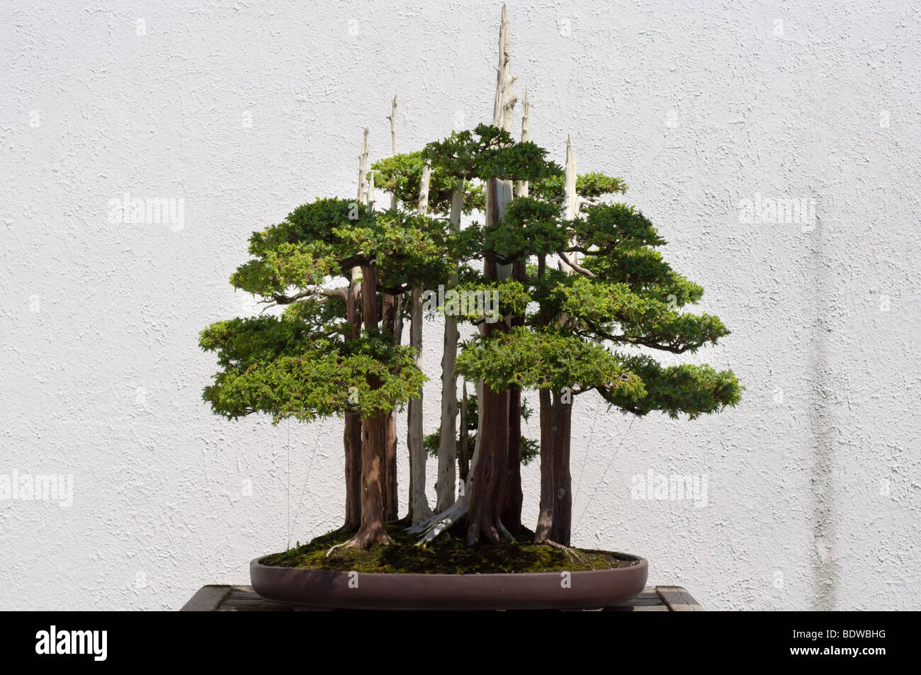 A bonsai miniature tree on display at the National Arboretum in