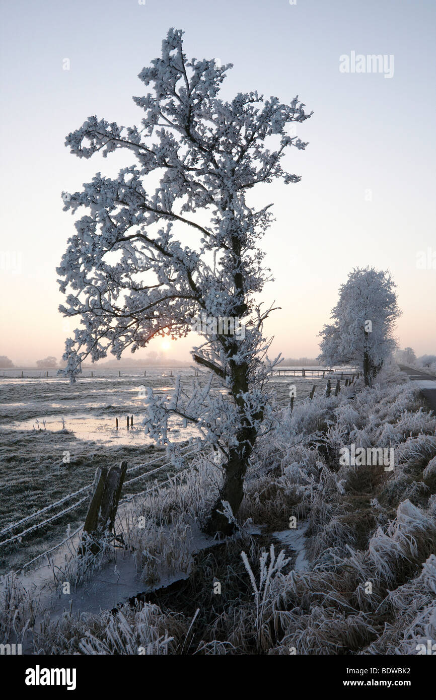 Hoarfrosted tree at sunset, Naturschutzgebiet Wuemmewiesen nature reserve, Bremen, Germany, Europe Stock Photo