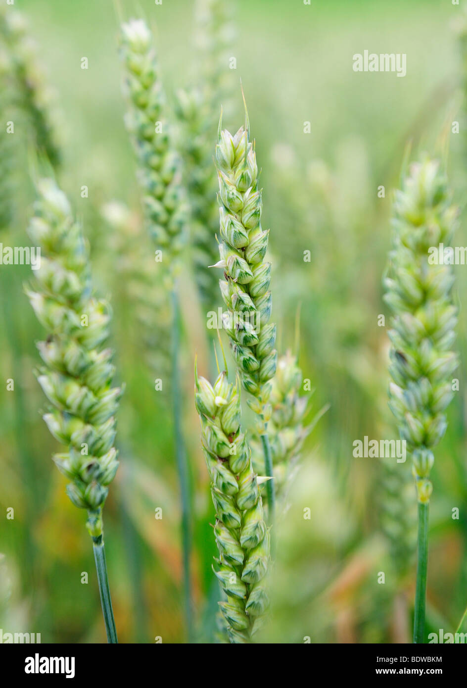 Unripe green wheat ears Stock Photo