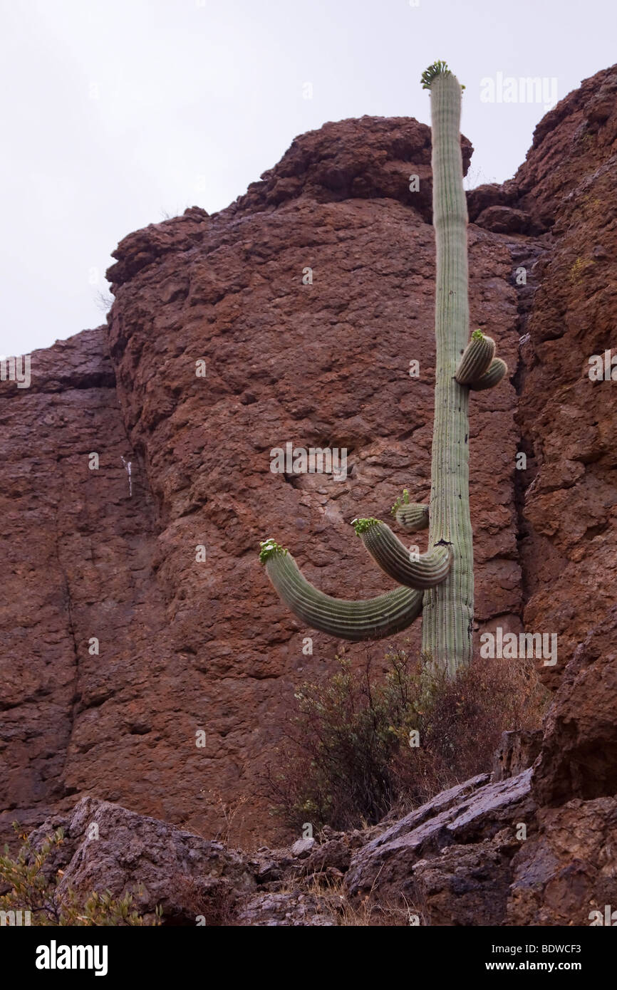 A giant Saguaro cactus (in bloom) stands besides a rocky hillside on a rainy day near Tucson Arizona Stock Photo