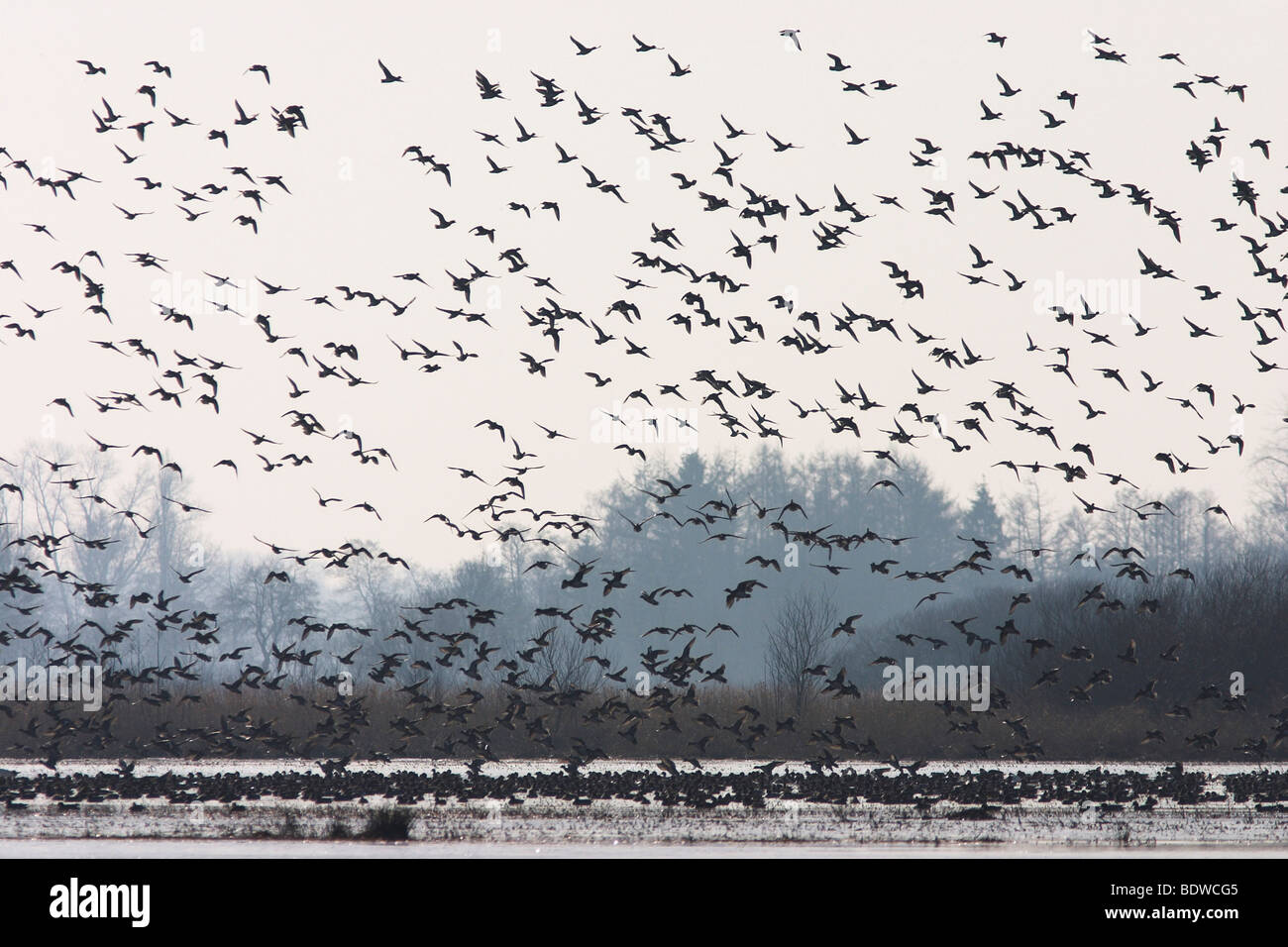 Flock of ducks starting, passage migrants, Naturschutzgebiet Wuemmewiesen nature reserve, Bremen, Germany, Europe Stock Photo