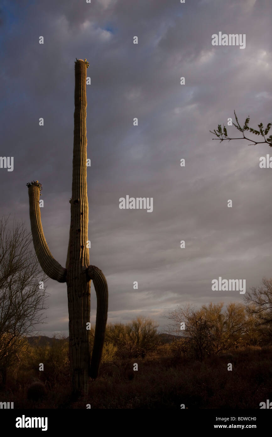 Saguaro cactus sonoran desert hi-res stock photography and images - Alamy